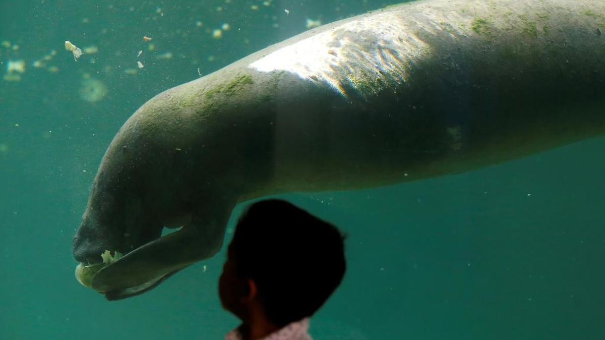 Un niño observa a un manatí en un estanque del Zoológico de