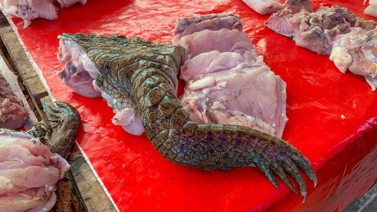 Trozos de carne de enormes lagartos que conservan sus escamas, parejas de pájaros tropicales en jaulas y grandes tortugas vivas, se encuentran sin ninguna dificultad en el atestado mercado de Iquitos, en el corazón de la Amazonía peruana, una muestra de lo normalizado que está el tráfico ilegal de especies silvestres.