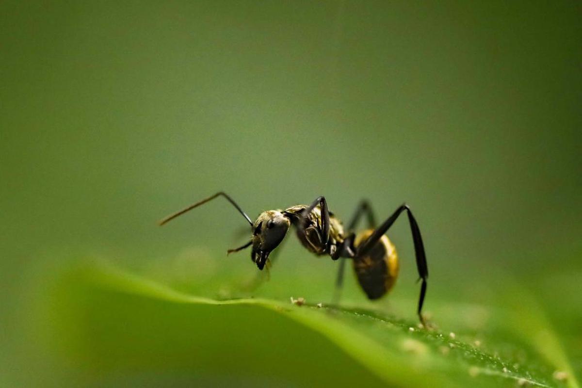 Una hormiga dorada, el 19 de agosto de 2022, en el parque Carara, ubicado en el pacífico central de Costa Rica. Costa Rica celebra el Día de los Parques Nacionales destacando los aportes de estas zonas protegidas al desarrollo económico del país y para la protección de su rica biodiversidad.