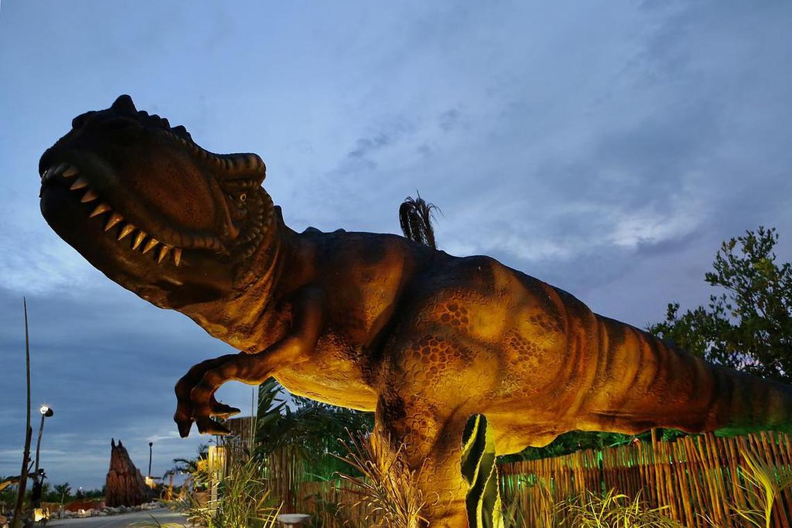 Tyrannosaurus rex, velociraptor, brachiosaurus and diplodocus are some of the species that became extinct 66 million years ago and whose replicas are “alive” in the Jurassic Trail, a theme park located between the Yucatán ports of Progreso and Chicxulub, in southeastern México.