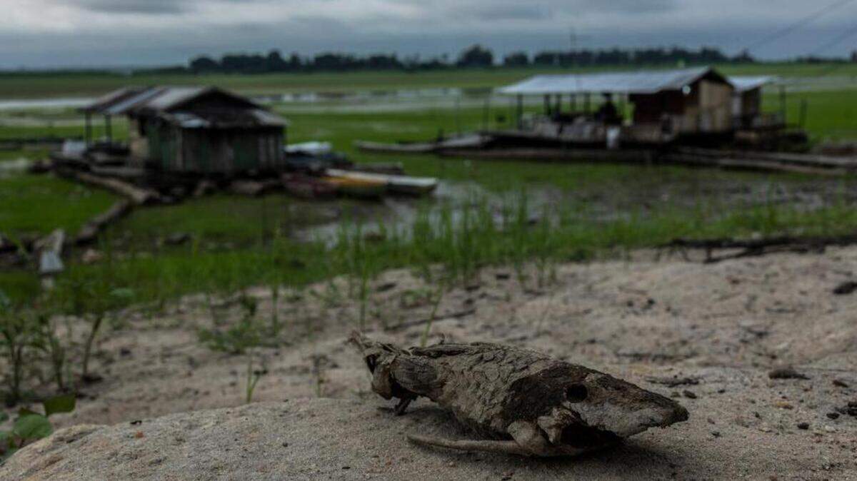 Fotografía del Lago do Aleixo afectado por la sequía, el 25 de octubre de 2022, en el Amazonas, en Manaos, Brasil.