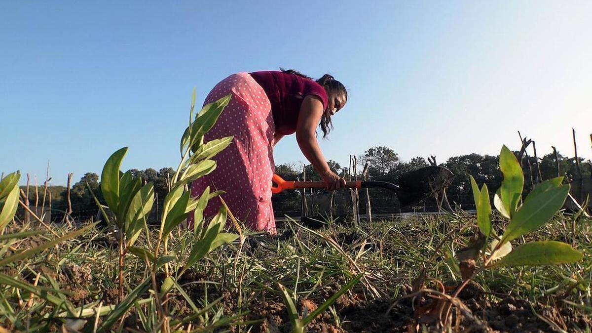 Ikoots in San Mateo del Mar, in the southern state of Oaxaca, decided to reforest mangroves to reconnect with nature and battle against climate change.