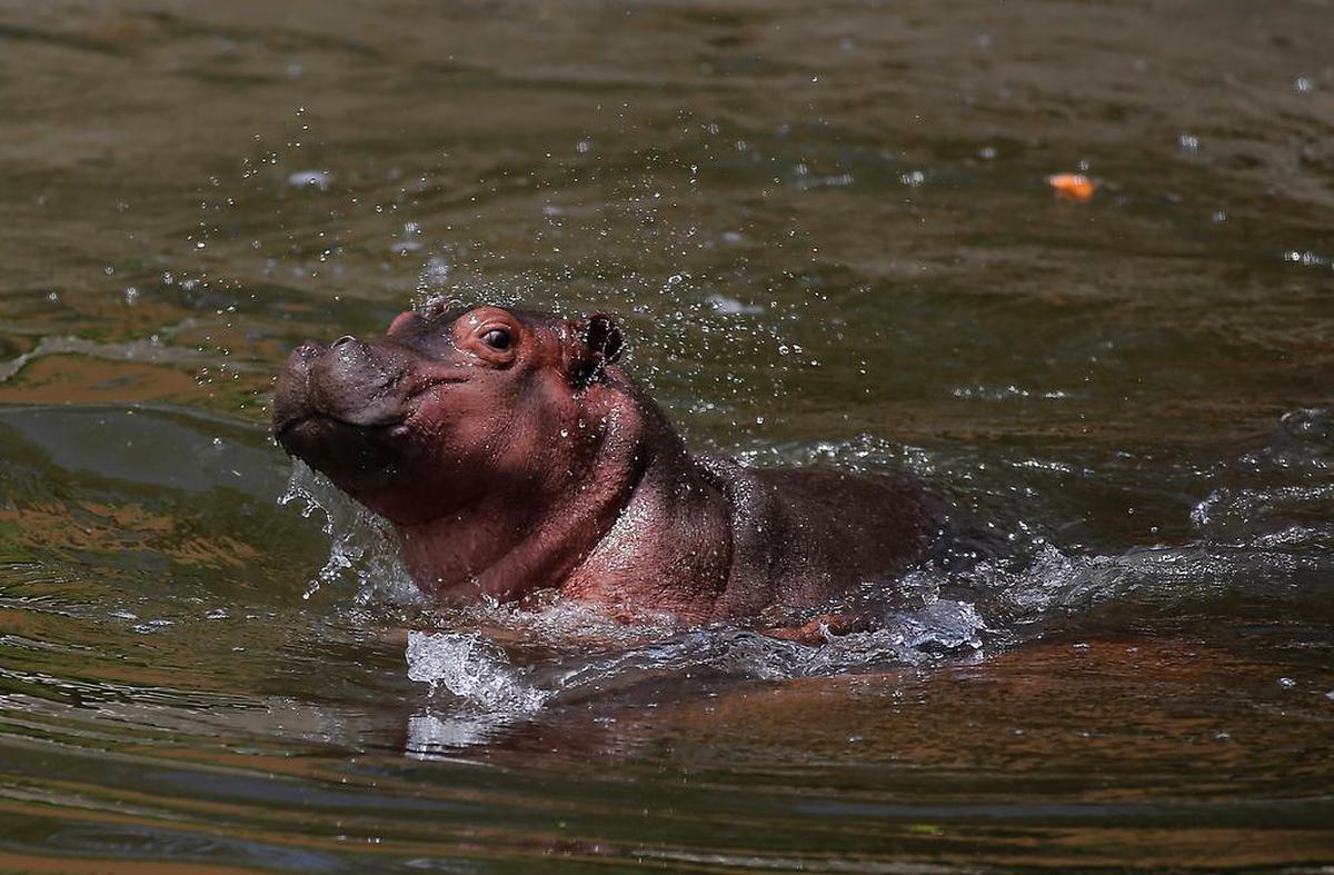 Una cría de hipopótamo de río de casi 50 kilos, una especie en peligro de extinción, es resguardada y cuidada en el zoológico de Guadalajara, Jalisco.